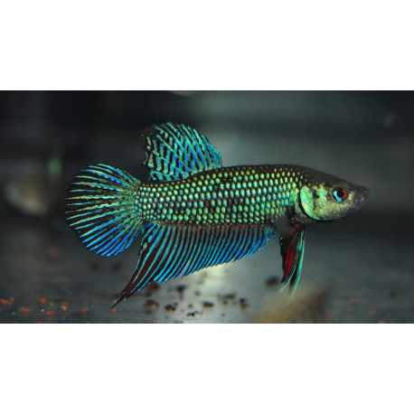 Betta mahachai Sauvage