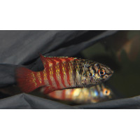 Badis 'Black tiger'