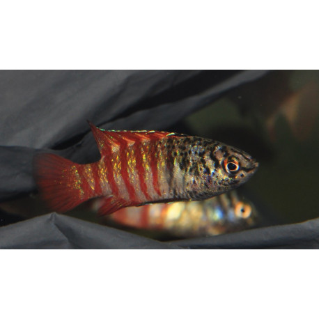 Badis 'Black tiger'