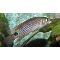 Badis ruber