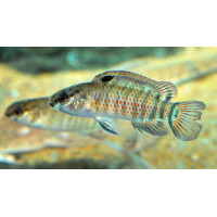 Badis sp. Buxar