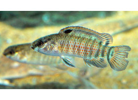 Badis sp. Buxar