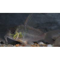 Corydoras concolor