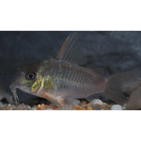 Corydoras concolor