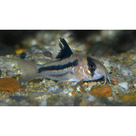 Corydoras decker