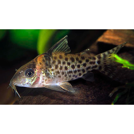 Corydoras punctatus Nanay