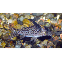 Corydoras delphax