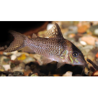 Corydoras delphax