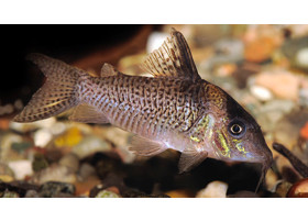 Corydoras delphax