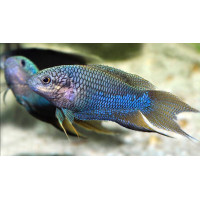 Macropode concolor ' Royal blue'