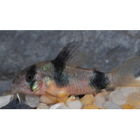 Corydoras weitzmanni