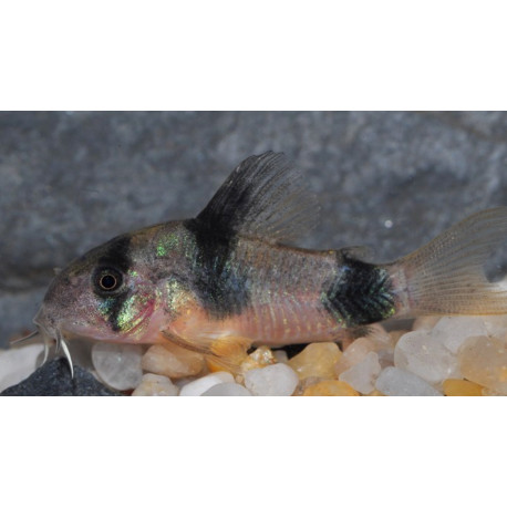 Corydoras weitzmanni