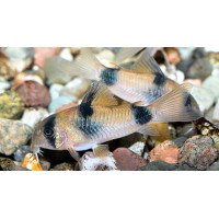 Corydoras weitzmanni