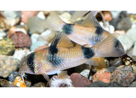 Corydoras weitzmanni