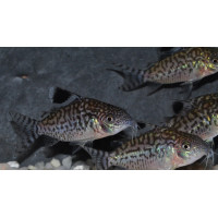 Corydoras reticulatus