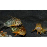 Corydoras sterbai Sauvage XL