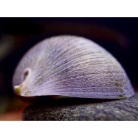 Neritina pulligera - Beluga Snail