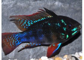 Papiliochromis ramirezi 'Black '