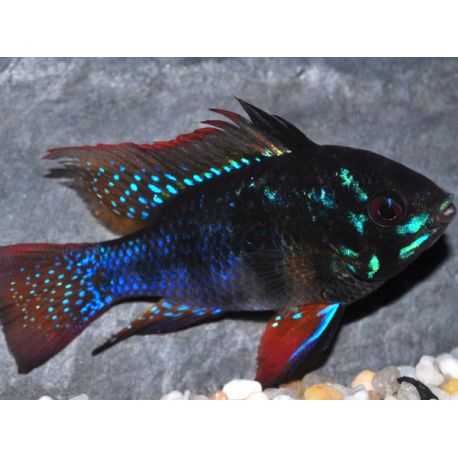 Papiliochromis ramirezi 'Black '