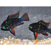 Papiliochromis ramirezi 'Black '