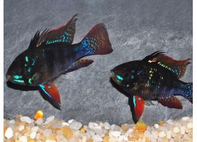 Papiliochromis ramirezi 'Black '