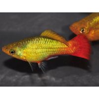 Platy perroquet gold orange