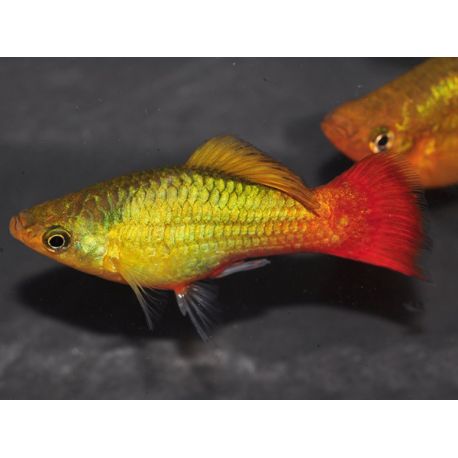 Platy perroquet gold orange