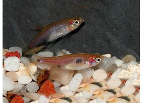 Rasbora maculata