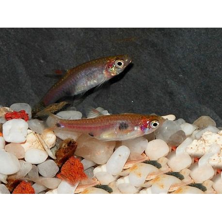 Rasbora maculata