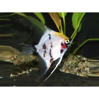 Scalaire koi diamant