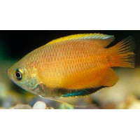 Colisa chuna jaune - Gourami miel