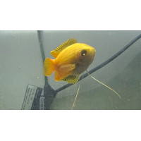 Colisa chuna jaune - Gourami miel