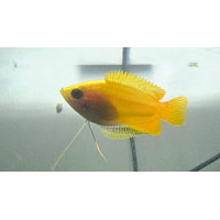 Colisa chuna jaune - Gourami miel