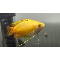 Colisa chuna jaune - Gourami miel