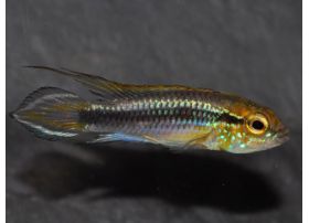 Apisto sp.'Nanay' Sauvage