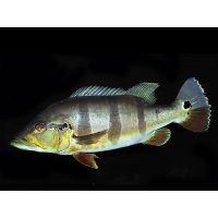 Cichla ocellaris