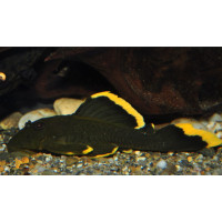 L047 Baryancistrus 'Magnum pleco'