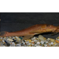 Pleco léopard albinos