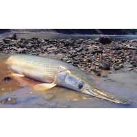 Poisson alligator nez plat