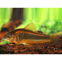 Corydoras 'Neon red stripe' Sauvage