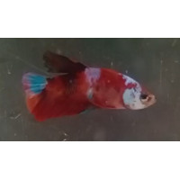 Betta plakat koi galaxy Mâle wysiwyg N2 - sur photo