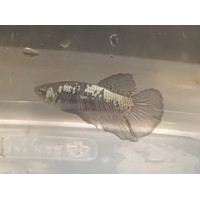 Betta black samouraï Mâle Wysiwyg - sur photo 2