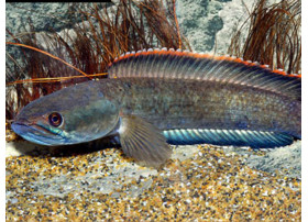 Channa sp. Laos Fireback