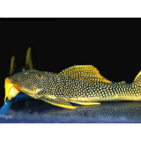 L014 Pleco Cactus yellow fin Goldy