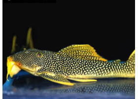 L014 Pleco Cactus yellow...