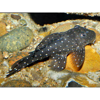 L030 Pleco peppermint