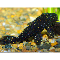 L030 Pleco peppermint