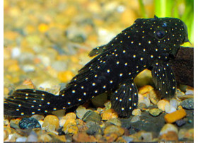 L030 Pleco peppermint