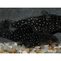 L031 Parancistrus nudiventris