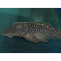 L056n / LDA46 Parancistrus aurantiacus Rio araguia